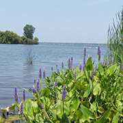 flowers by coastline