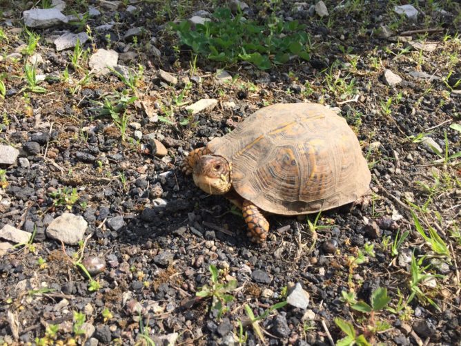 turtle on dirt