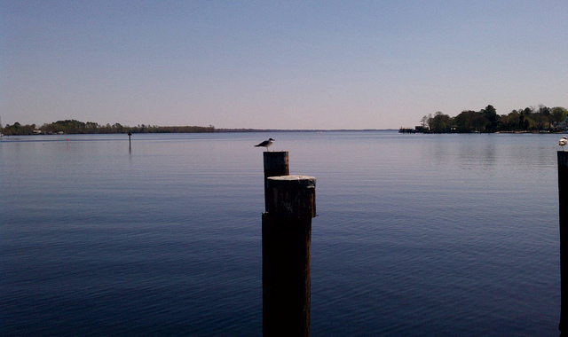 bird perched on pole by the water