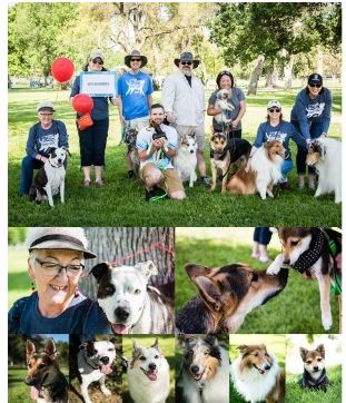 collage of people with SPCA dogs