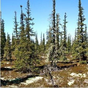 trees in Ontario