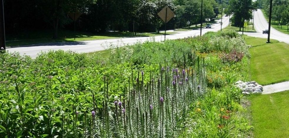 Bioswale median