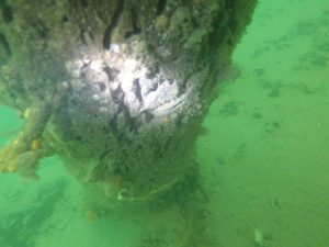 Timber pile underwater