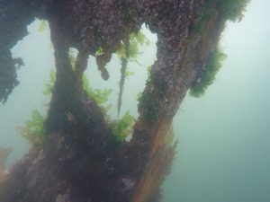 Underswater steel H-Pile