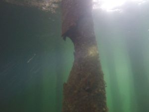 Timber pile underwater