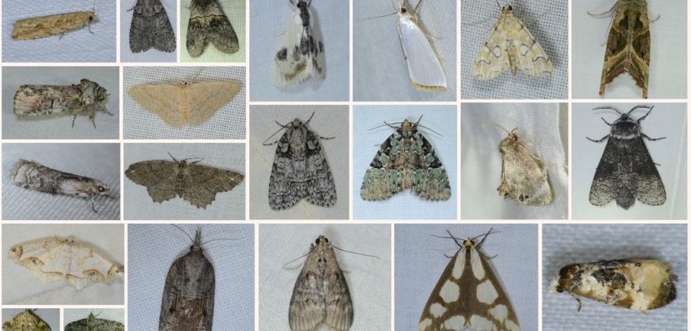 Collage of moths