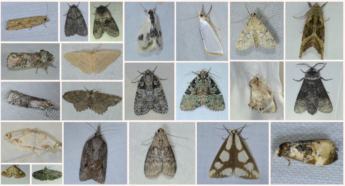 Collage of moths
