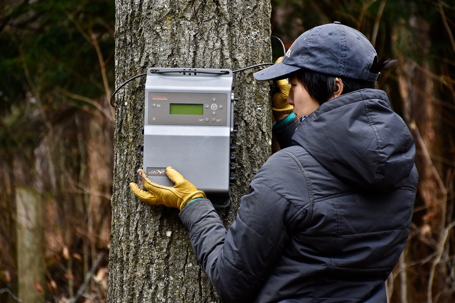 Ecologist installing a bat detector on a tree