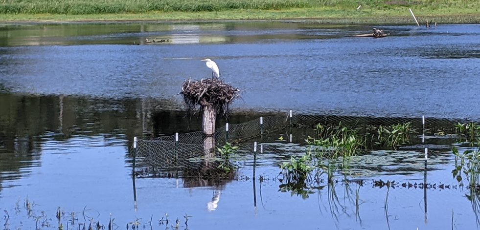 White bird on fenced stand in lake