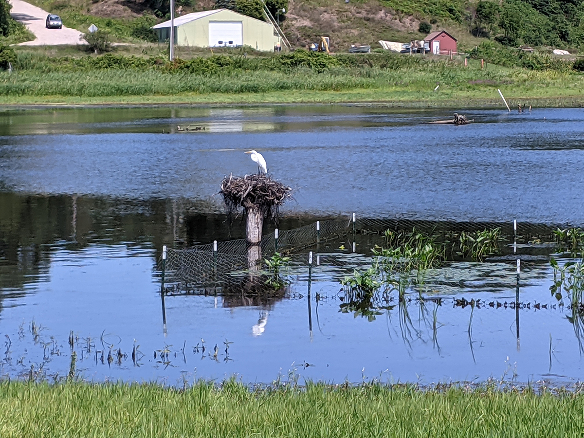 White bird on fenced stand in lake