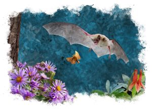 Watercolor rendering of bat in flight