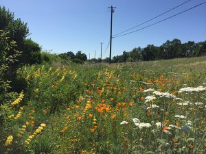 Flowers along utility corridor