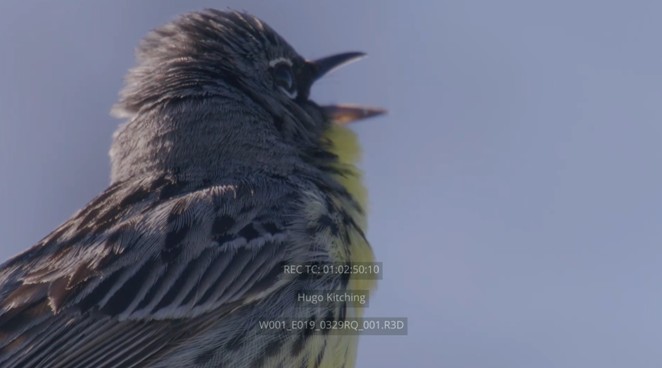Image of the Kirtland's Warbler