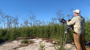 Man standing behind camera in a newly restored habitat for the Kirtland's Warbler.