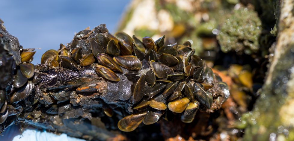 Cluster of golden mussels