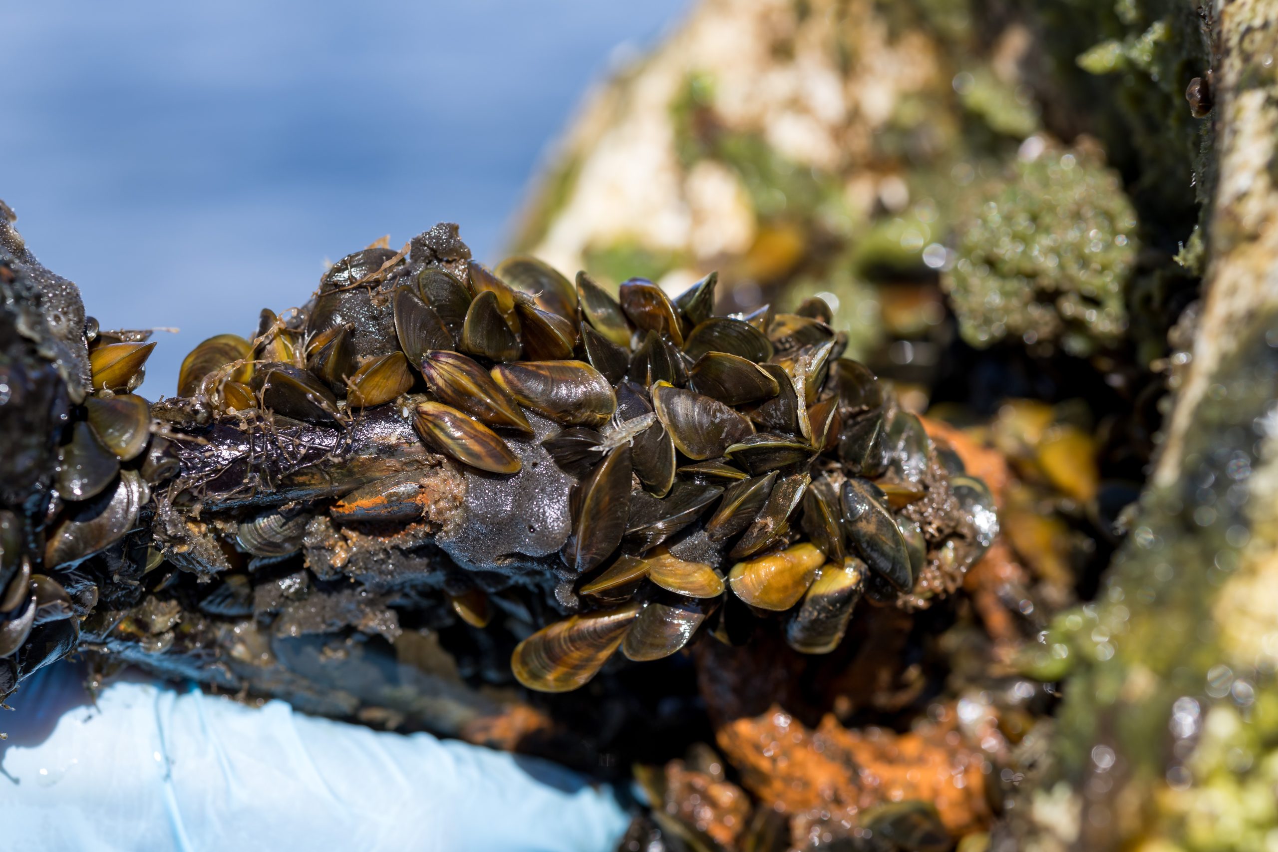 Cluster of golden mussels